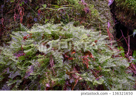 A member of the moss family, Yakushima National Park (winter) 136321650