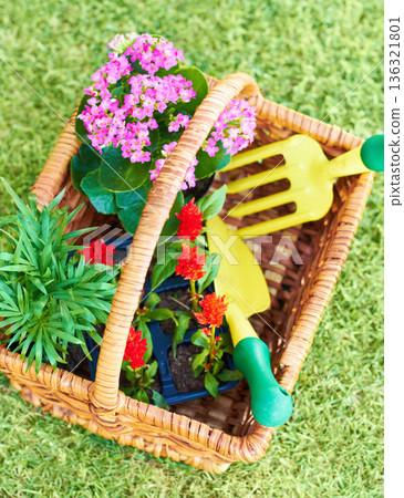 Gardening, above and a basket with flowers and tools for backyard landscaping and lawn design. Spring, horticulture and a collection of plants and equipment for creativity in nature and environment 136321801