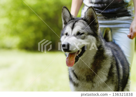 Husky dog, person and playing in park for walking, training or bonding together in summer sunshine. Pet, puppy and owner in nature, backyard or garden with love, friends or care by blurred background 136321838