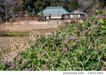 抱莖蘭和農民 抱莖蘭和農民 136321865