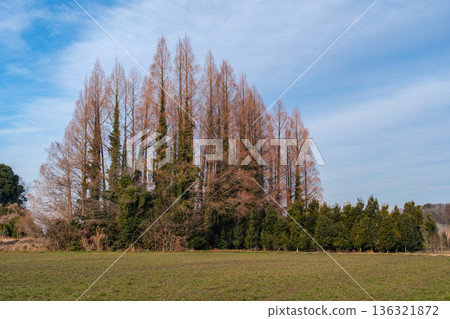 A row of trees of Metasequoia A row of trees of Metasequoia 136321872
