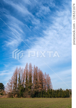 Forest and blue sky 136321874
