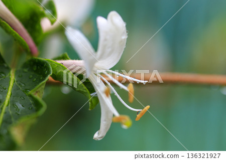 開花在初夏森林裡的金銀花 136321927