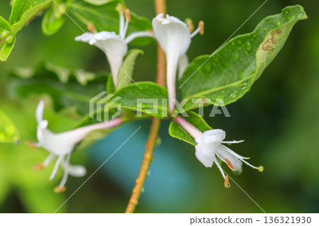 Honeysuckle flowers blooming in the early summer forest Honeysuckle flowers blooming in the early summer forest 136321930