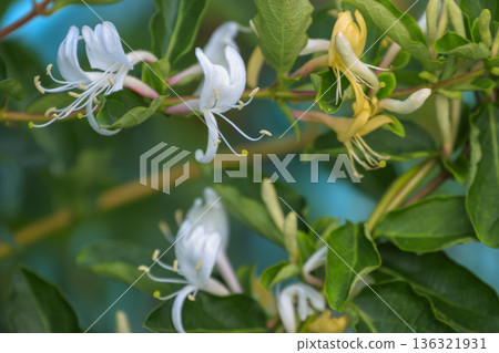Honeysuckle flowers blooming in the early summer forest Honeysuckle flowers blooming in the early summer forest 136321931