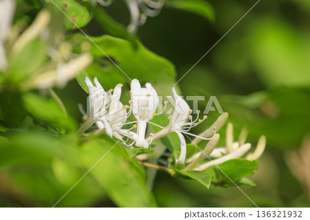 開花在初夏森林裡的金銀花 136321932