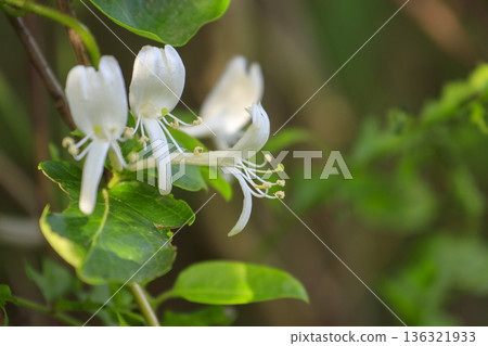 Honeysuckle flowers blooming in the early summer forest 136321933
