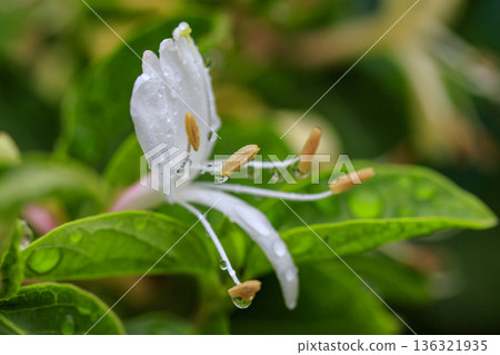 Honeysuckle flowers blooming in the early summer forest Honeysuckle flowers blooming in the early summer forest 136321935
