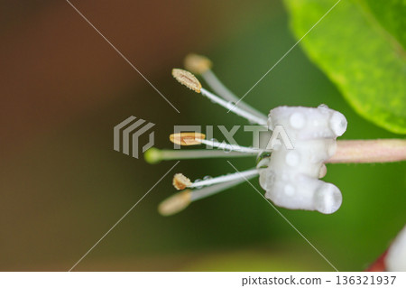 開花在初夏森林裡的金銀花 136321937