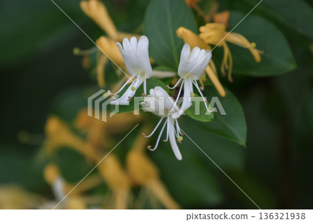 開花在初夏森林裡的金銀花 開花在初夏森林裡的金銀花 136321938