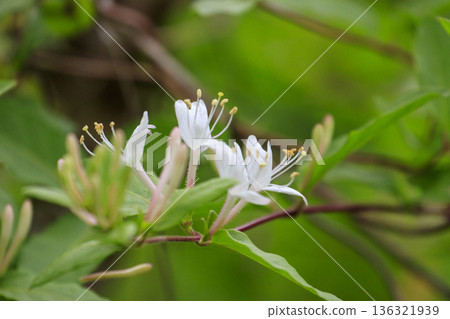 Honeysuckle flowers blooming in the early summer forest Honeysuckle flowers blooming in the early summer forest 136321939