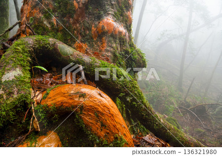 Mysterious Forest of Yakushima National Park (Winter 136321980