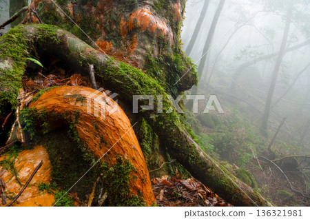 Mysterious Forest of Yakushima National Park (Winter Mysterious Forest of Yakushima National Park (Winter 136321981