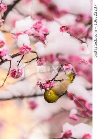 雪覆的梅花與日本繡眼鳥 136322237