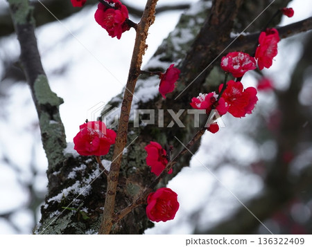 紅梅花覆雪 136322409