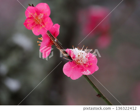 紅色李子開花的春天花 紅色李子開花的春天花 136322412