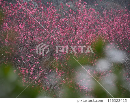 Red plum blossoms are in bloom 136322415