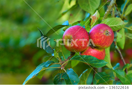 Red apple, nature and fruit product plant outdoor on countryside with farming produce. Fruits, red apples and green leaf on a tree outside on a farm for agriculture and sustainable production Red apple, nature and fruit product plant outdoor on countryside with farming produce. Fruits, red apples and green leaf on a tree outside on a farm for agriculture and sustainable production 136322616