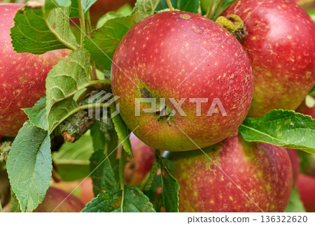 Nature, agriculture and farm with apple on tree for sustainability, health and growth. Plants, environment and nutrition with ripe fruit on branch for harvesting, farming and horticulture Nature, agriculture and farm with apple on tree for sustainability, health and growth. Plants, environment and nutrition with ripe fruit on branch for harvesting, farming and horticulture 136322620