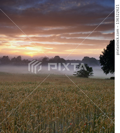 Misty, morning and farm with sunrise, nature and view with grass, environment and natural habitat. Agriculture, sky and start day with countryside, peace and calm with trees, clouds and fresh air Misty, morning and farm with sunrise, nature and view with grass, environment and natural habitat. Agriculture, sky and start day with countryside, peace and calm with trees, clouds and fresh air 136322621