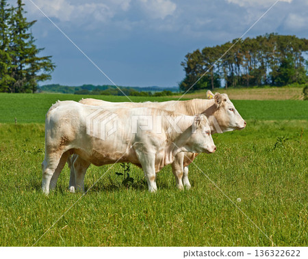 Cow herd, field and farming in summer for agriculture, eating and walking for health, meat industry and outdoor. Cattle group, grass and together for farm, nature and sunshine in green countryside Cow herd, field and farming in summer for agriculture, eating and walking for health, meat industry and outdoor. Cattle group, grass and together for farm, nature and sunshine in green countryside 136322622