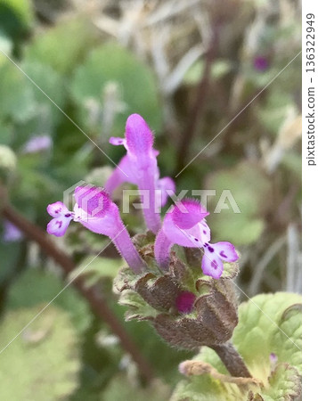 Hotokenosa flowers Hotokenosa flowers 136322949