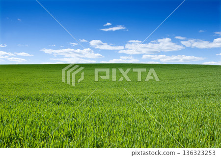 Horizon, clouds and blue sky with landscape of field for farm mockup space, environment and ecology. Plant, grass and nature with countryside meadow for spring, agriculture and sustainability 136323253