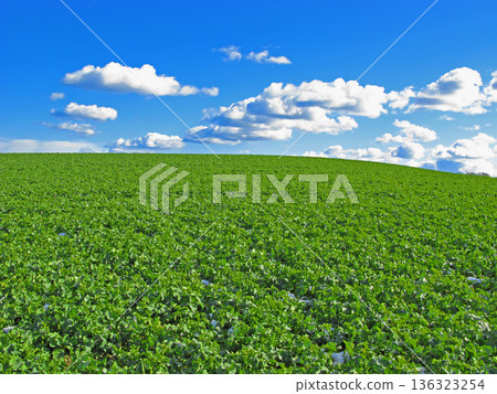Plant, clouds and blue sky with landscape of field for farm mockup space, environment and ecology. Nature, grass and horizon with countryside meadow for spring, agriculture and sustainability Plant, clouds and blue sky with landscape of field for farm mockup space, environment and ecology. Nature, grass and horizon with countryside meadow for spring, agriculture and sustainability 136323254