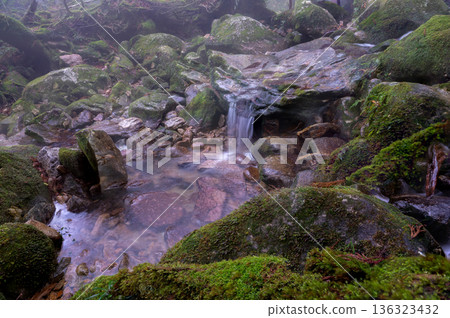 Mysterious and fantastical valley in Yakushima National Park (winter) 136323432