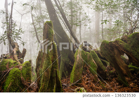 Mysterious Forest of Yakushima National Park (Winter Mysterious Forest of Yakushima National Park (Winter 136323530