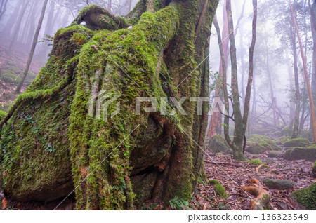 Yakushima, the island where gods reside, a mystical and enchanting forest (winter) Yakushima, the island where gods reside, a mystical and enchanting forest (winter) 136323549