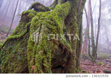 Mysterious Forest of Yakushima National Park (Winter Mysterious Forest of Yakushima National Park (Winter 136323550