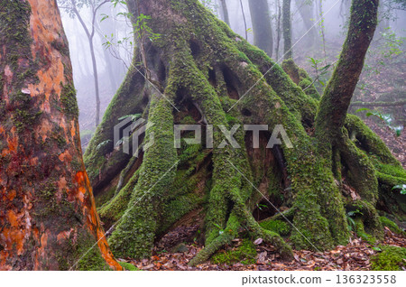 Mysterious Forest of Yakushima National Park (Winter Mysterious Forest of Yakushima National Park (Winter 136323558
