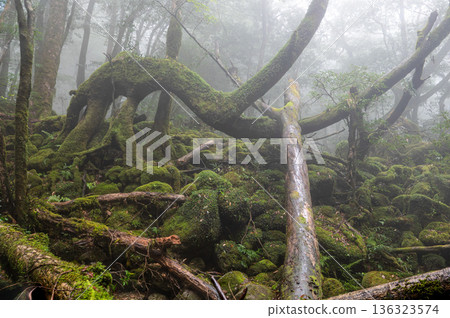 The Mysterious Forest of Yakushima (Winter) The Mysterious Forest of Yakushima (Winter) 136323574