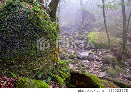 Mysterious Forest of Yakushima National Park (Winter Mysterious Forest of Yakushima National Park (Winter 136323578