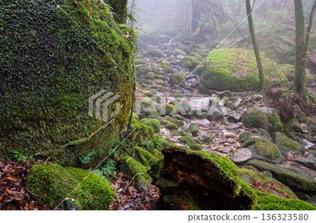 Mysterious Forest of Yakushima National Park (Winter Mysterious Forest of Yakushima National Park (Winter 136323580