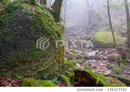 Mysterious Forest of Yakushima National Park (Winter 136323582