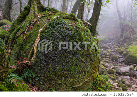 Yakushima, the island where gods reside, a mystical and enchanting forest (winter) Yakushima, the island where gods reside, a mystical and enchanting forest (winter) 136323584