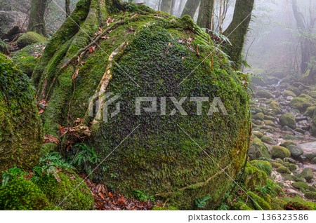 Mysterious Forest of Yakushima National Park (Winter 136323586