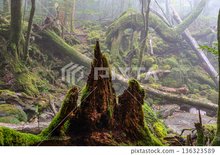 Mysterious Forest of Yakushima National Park (Winter Mysterious Forest of Yakushima National Park (Winter 136323589