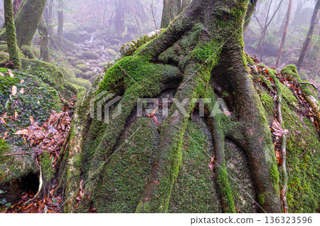 Mysterious Forest of Yakushima National Park (Winter 136323596