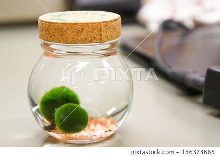 裝在小玻璃容器裡的可愛綠藻球 裝在小玻璃容器裡的可愛綠藻球 136323665