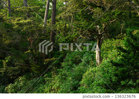 Gentle light shining into the forest Forest scenery Gentle light shining into the forest Forest scenery 136323676