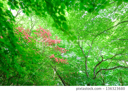柔和的陽光灑進森林,森林景色 柔和的陽光灑進森林,森林景色 136323680