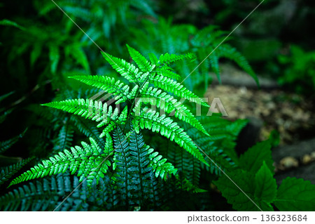 Colorful fern leaves forest scenery 136323684