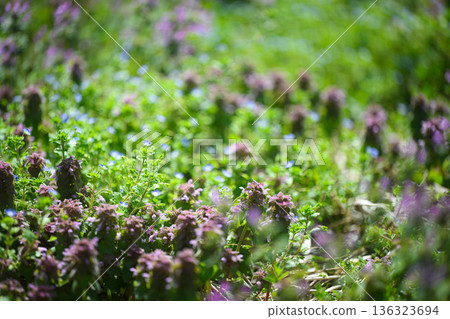 Spring plants sprouting at your feet Spring scenery 136323694