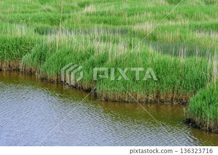 Eastern Hokkaido Yaushubetsu River Wetland Summer 136323716