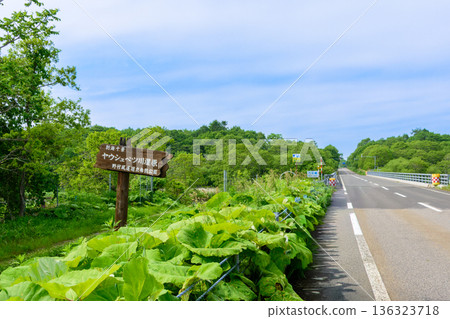 Eastern Hokkaido Yaushubetsu River Wetland Summer Eastern Hokkaido Yaushubetsu River Wetland Summer 136323718