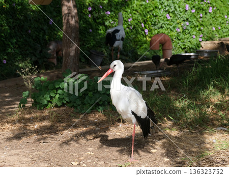 White Stork (Ciconia ciconia) White Stork (Ciconia ciconia) 136323752