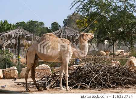 The dromedary camel (Camelus dromedarius) The dromedary camel (Camelus dromedarius) 136323754